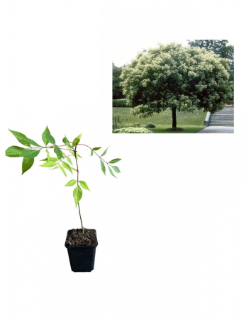 Dekorative Bäume - https://gomagcdn.ro/domains2/planteieftine.ro/files/product/original/copacul-de-miere-evodia-hupehensis-20-30cm-887950.jpg