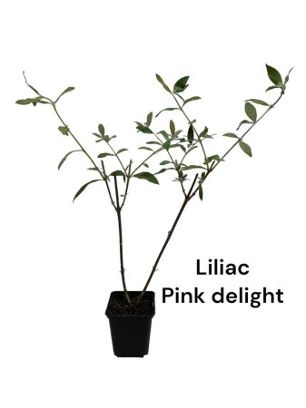 Dekorative Bäume - https://gomagcdn.ro/domains2/planteieftine.ro/files/product/original/liliac-de-vara-roz-buddleja-dav-pink-delight-688719.jpg