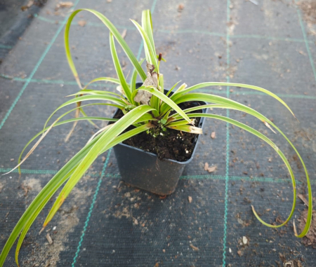 Dekorative Bäume - https://gomagcdn.ro/domains2/planteieftine.ro/files/product/original/iarba-doua-culori-bicolora-carex-morrowii-ice-dance-134652.jpeg