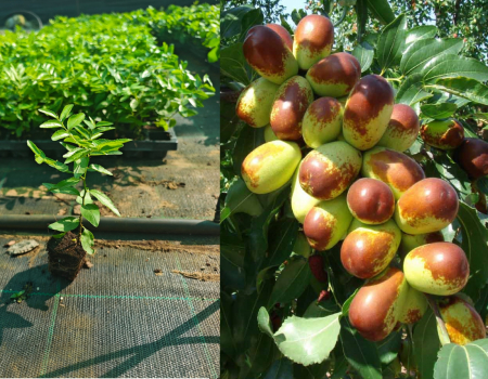 winterharte Exoten - https://gomagcdn.ro/domains2/planteieftine.ro/files/product/original/curmal-chinezesc-ziziphus-jujuba-li-protectie-50-cm-cadou-133518.jpg