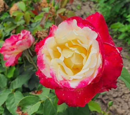 Rosen - https://gomagcdn.ro/domains2/planteieftine.ro/files/product/original/trandafir-teahibrid-double-delight-radacina-libera-525170.jpg