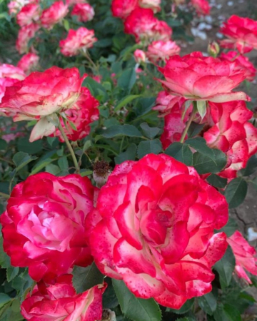 Rosen - https://gomagcdn.ro/domains2/planteieftine.ro/files/product/original/825810.jpg