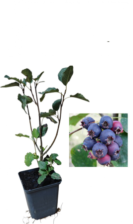 Heidelbeeren / Blaubeeren - https://gomagcdn.ro/domains2/planteieftine.ro/files/product/original/afin-canadian-sleyt-469423.jpg