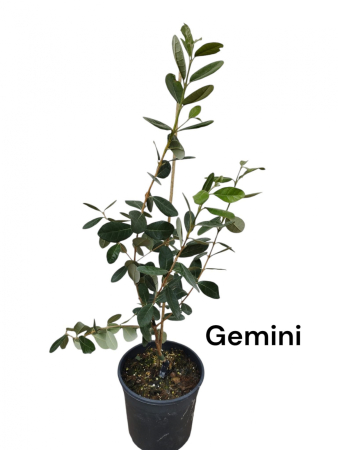 winterharte Exoten - https://gomagcdn.ro/domains2/planteieftine.ro/files/product/original/feijoua-ananas-guava-feijoa-sellowiana-gemini-40-60-cm-137442.jpeg