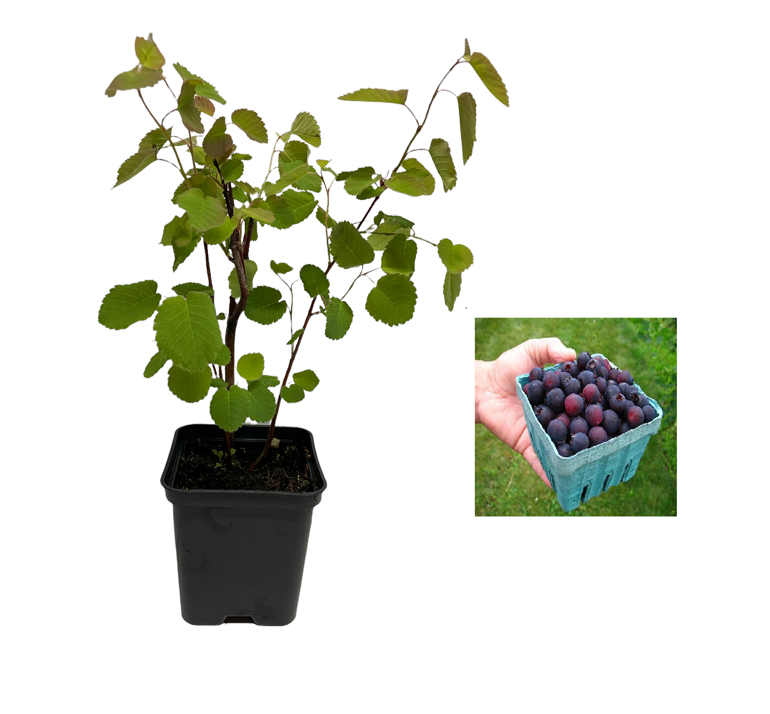 Alle Produkte - https://gomagcdn.ro/domains2/planteieftine.ro/files/product/original/afin-canadian-saskatoon-smokey-2-ani-797982.gif