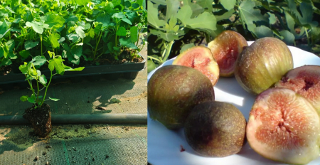 winterharte Exoten - https://gomagcdn.ro/domains2/planteieftine.ro/files/product/original/smochin-francesco-francesca-196677.jpg