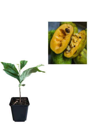 Alle Produkte - https://gomagcdn.ro/domains2/planteieftine.ro/files/product/original/paw-paw-banana-nordului-asimina-triloba-20-30-cm-288762.jpg