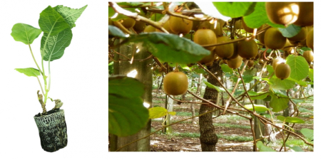 Kiwibeeren / Mini Kiwi - https://gomagcdn.ro/domains2/planteieftine.ro/files/product/original/kiwi-jenny-autofertil-10-cm-actinidia-deliciosa-jenny-la-ghiveci-979682.jpg
