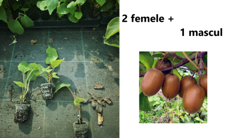 Alle Produkte - https://gomagcdn.ro/domains2/planteieftine.ro/files/product/original/set-2-kiwi-hayward-femele-si-1-kiwi-tomuri-mascul-la-ghiveci-130089.jpg