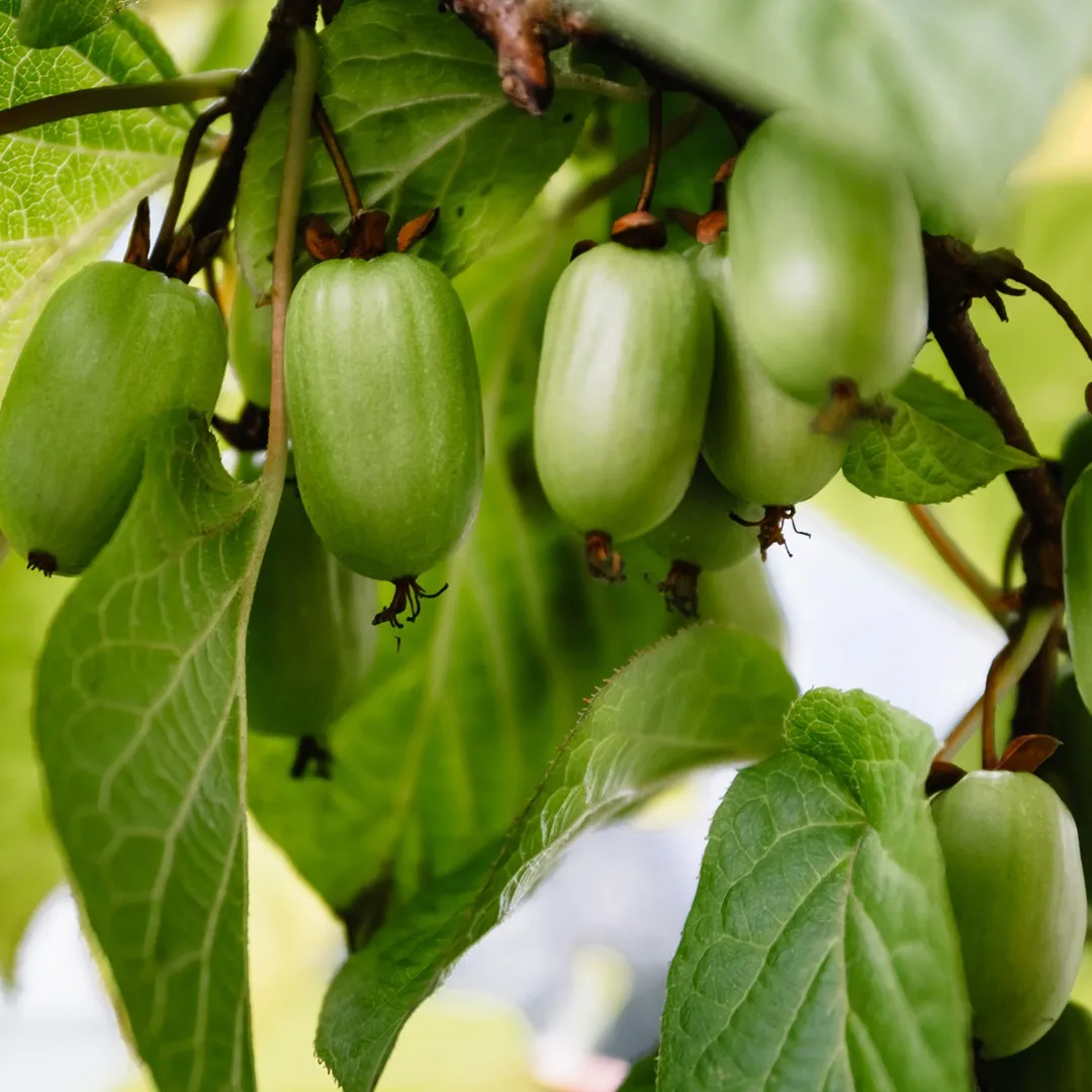 Kiwibeeren / Mini Kiwi - https://gomagcdn.ro/domains2/planteieftine.ro/files/product/original/kiwi-sentyabrskaya-actinidia-kolomikta-minikiwi-2-ani-930837.webp