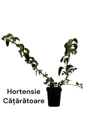 Hortensien - https://gomagcdn.ro/domains2/planteieftine.ro/files/product/original/hortensie-cataratoare-alba-706760.jpg