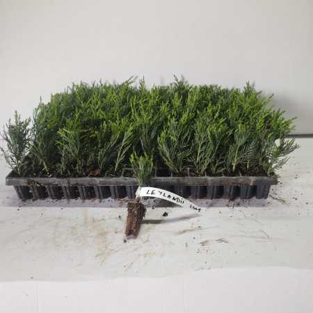 Nadelbäume - https://gomagcdn.ro/domains2/planteieftine.ro/files/product/original/chiparos-leylandii-2001albastrui-5-10-cm-gard-viu-762332.jpg