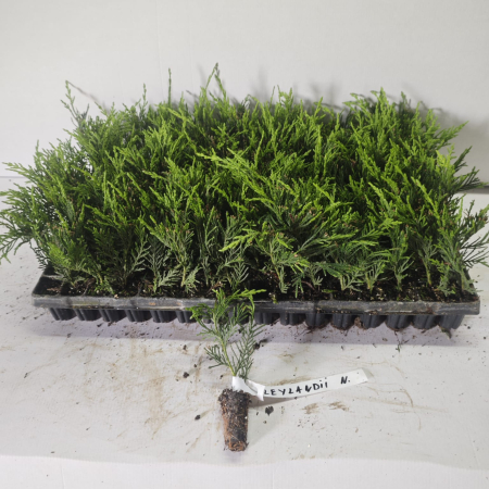 Nadelbäume - https://gomagcdn.ro/domains2/planteieftine.ro/files/product/original/chiparos-leylandii-5-10-cm-gard-viu-458201.jpg