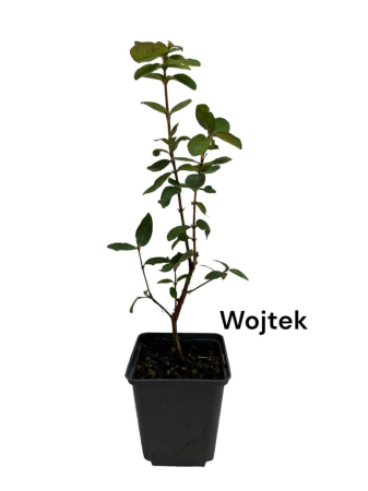 Heidelbeeren / Blaubeeren - https://gomagcdn.ro/domains2/planteieftine.ro/files/product/original/afin-siberian-wojtek-526492.jpg