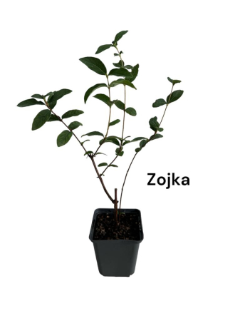 Heidelbeeren / Blaubeeren - https://gomagcdn.ro/domains2/planteieftine.ro/files/product/original/afin-siberian-zojka-boabe-de-miere-104359.jpg