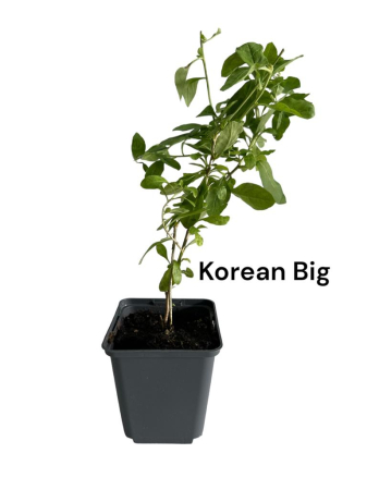 Obststräucher - https://gomagcdn.ro/domains2/planteieftine.ro/files/product/original/goji-korean-big-860346.jpg