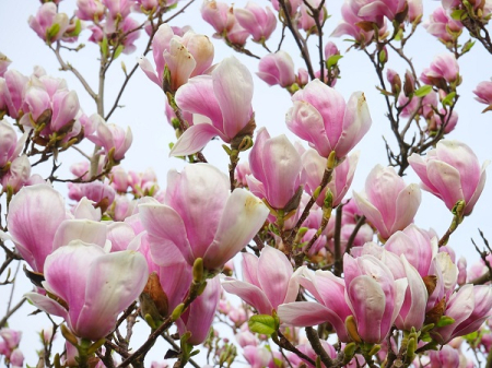 Dekorative Bäume - https://gomagcdn.ro/domains2/planteieftine.ro/files/product/original/magnolie-20-30-cm-ghiveci-p9-soulangeana-700993.jpg