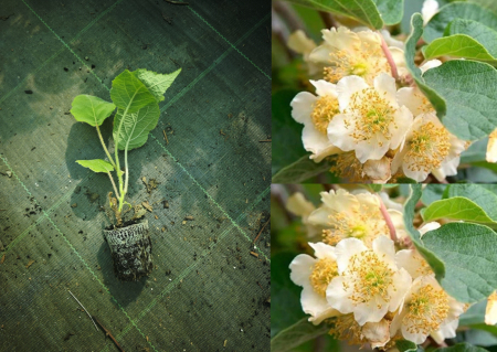 Kiwibeeren / Mini Kiwi - https://gomagcdn.ro/domains2/planteieftine.ro/files/product/original/kiwi-tomuri-mascul-la-ghiveci-607329.jpg