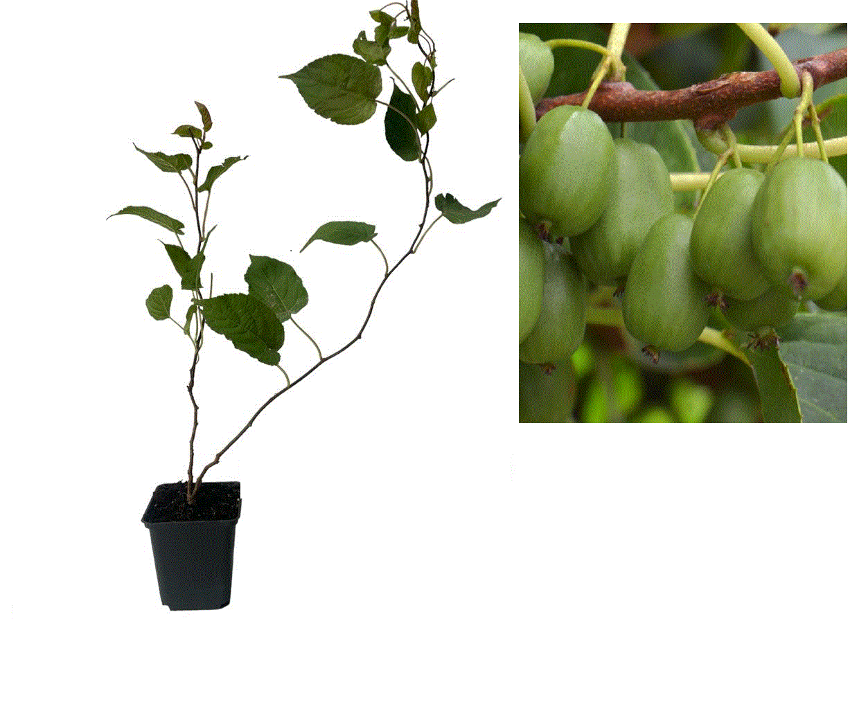 winterharte Exoten - https://gomagcdn.ro/domains2/planteieftine.ro/files/product/original/mini-kiwi-actinidia-arguta-dr-szymanowski-autofertil-2-ani-152967.gif