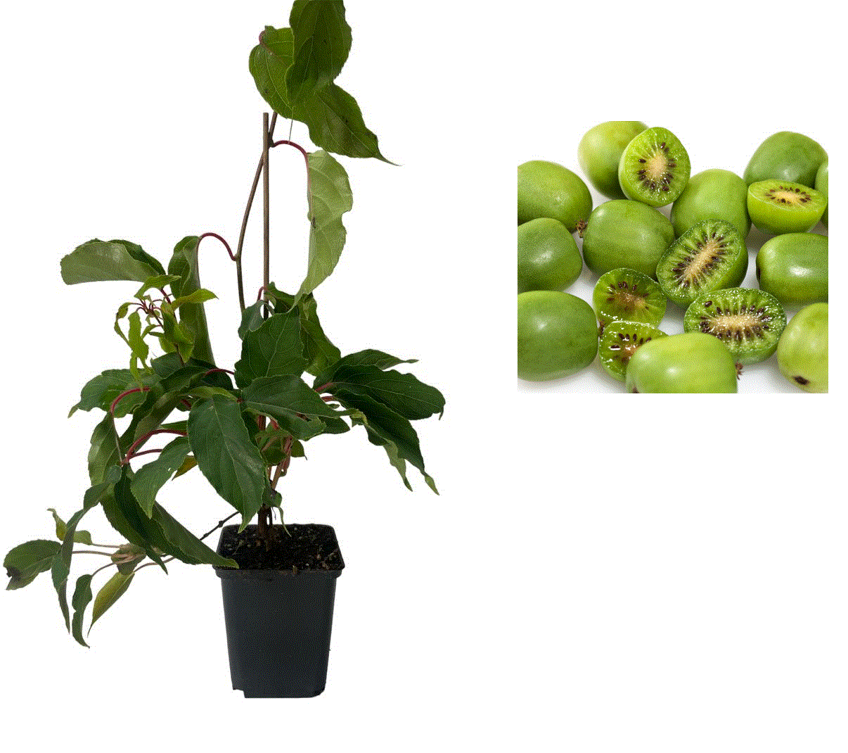 Dekorative Bäume - https://gomagcdn.ro/domains2/planteieftine.ro/files/product/original/mini-kiwi-actinidia-arguta-issai-autofertil-2-ani-215439.gif