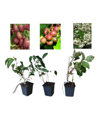 Kiwibeeren / Mini Kiwi - https://gomagcdn.ro/domains2/planteieftine.ro/files/product/original/set-minikiwi-2-femele-ken-s-red-si-geneva-si-1-mascul-266359.jpg