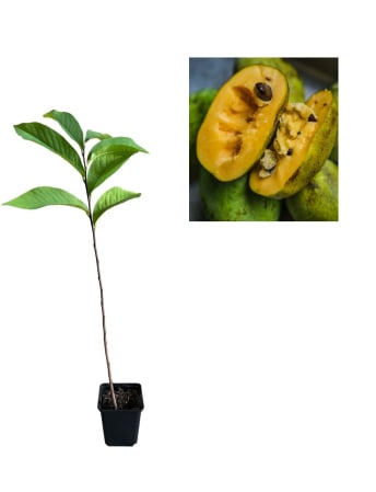 Dekorative Bäume - https://gomagcdn.ro/domains2/planteieftine.ro/files/product/original/paw-paw-banana-nordului-asimina-triloba-2-ani-15-25-cm-172443.jpg