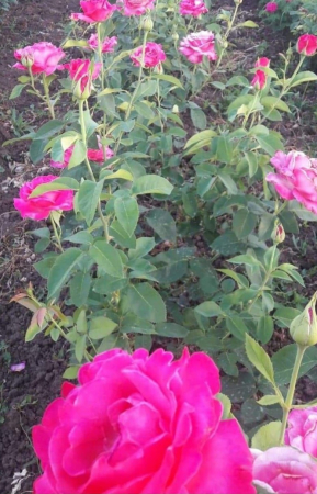 Rosen - https://gomagcdn.ro/domains2/planteieftine.ro/files/product/original/trandafir-caprice-de-meilland-radacina-libera-747555.jpg