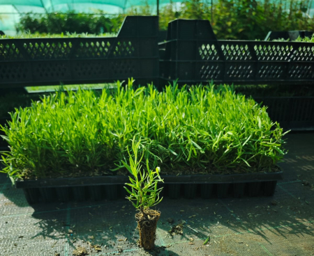 Dekorative Bäume - https://gomagcdn.ro/domains2/planteieftine.ro/files/product/original/rozmarin-maresme-picant-mediteranian-5-cm-292719.jpeg