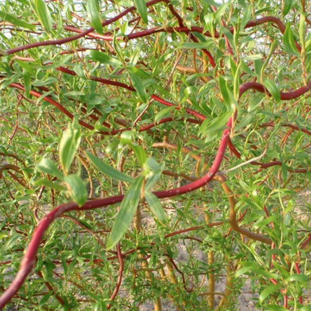 Forstpflanzen - https://gomagcdn.ro/domains2/planteieftine.ro/files/product/original/salcia-caradoc-926237.png