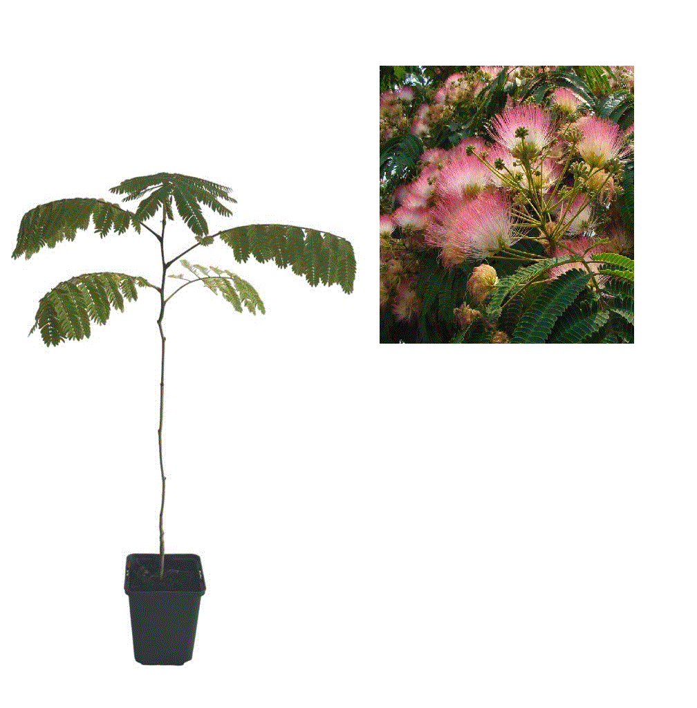 Dekorative Bäume - https://gomagcdn.ro/domains2/planteieftine.ro/files/product/original/arbore-de-matase-albizia-julibrissin-966232.gif