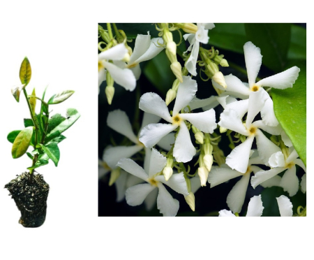 Alle Produkte - https://gomagcdn.ro/domains2/planteieftine.ro/files/product/original/iasomie-stelata-vesnic-verde-trachelospermum-jasminoides-5-cm-749018.jpeg