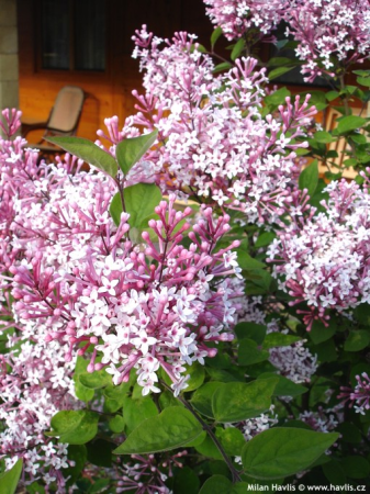 Dekorative Bäume - https://gomagcdn.ro/domains2/planteieftine.ro/files/product/original/904694.png