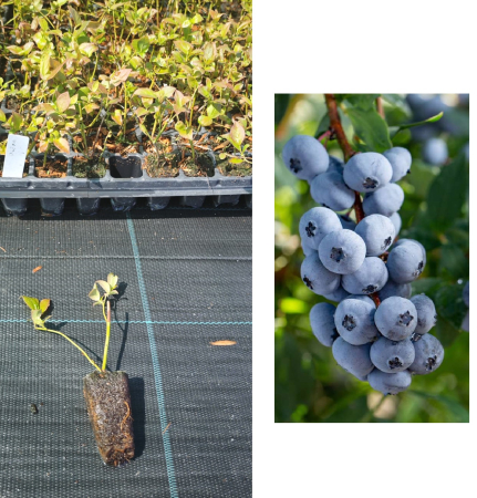 Heidelbeeren / Blaubeeren - https://gomagcdn.ro/domains2/planteieftine.ro/files/product/original/afin-brigitta-1-an-la-tavita-afinul-de-cultura-inmultit-prin-vitro-906598.jpeg
