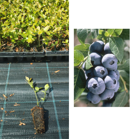 Heidelbeeren / Blaubeeren - https://gomagcdn.ro/domains2/planteieftine.ro/files/product/original/afin-chandler-1-an-la-tavita-afinul-de-cultura-inmultit-prin-vitro-266280.jpeg