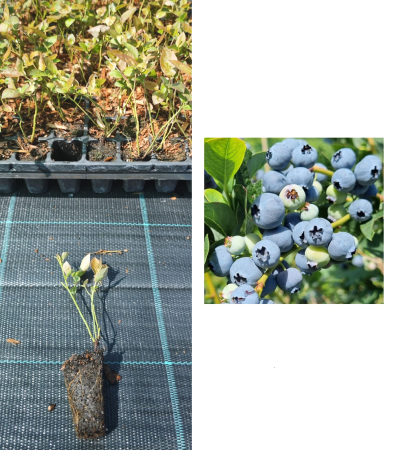 Heidelbeeren / Blaubeeren - https://gomagcdn.ro/domains2/planteieftine.ro/files/product/original/afin-chandler-1-an-la-tavita-afinul-de-cultura-inmultit-prin-vitro-082106.jpeg