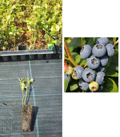 Heidelbeeren / Blaubeeren - https://gomagcdn.ro/domains2/planteieftine.ro/files/product/original/afin-elliot-1-an-la-tavita-afinul-de-cultura-inmultit-prin-vitro-eliot-246556.jpeg