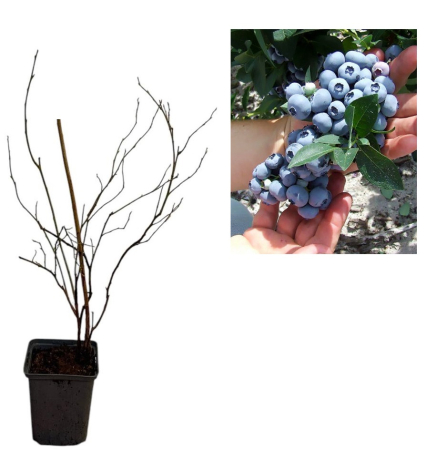 Heidelbeeren / Blaubeeren - https://gomagcdn.ro/domains2/planteieftine.ro/files/product/original/afin-hannah-s-choice-pe-rod-3-ani-afinul-de-cultura-383570.jpeg