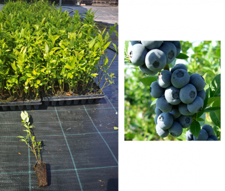 Heidelbeeren / Blaubeeren - https://gomagcdn.ro/domains2/planteieftine.ro/files/product/original/afin-hannah-s-choice-1-an-la-tavita-afinul-de-cultura-inmultit-prin-vitro-497874.jpeg