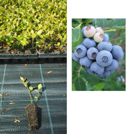 Heidelbeeren / Blaubeeren - https://gomagcdn.ro/domains2/planteieftine.ro/files/product/original/afin-legacy-1-an-la-tavita-afinul-de-cultura-inmultit-prin-vitro-281790.jpeg