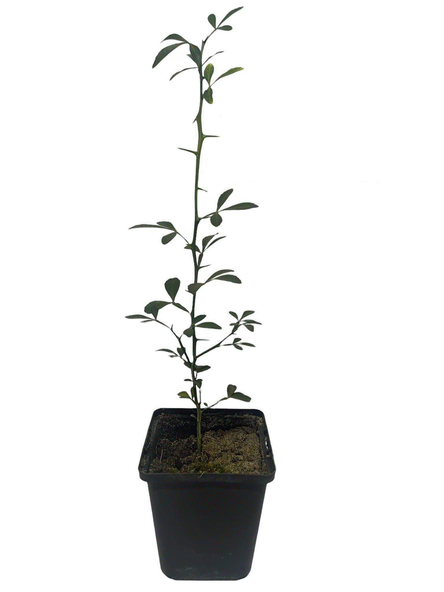 Dekorative Bäume - https://gomagcdn.ro/domains2/planteieftine.ro/files/product/original/lamai-rezistent-la-frig-poncirus-trifoliata-inaltime-10-20-cm-038011.gif