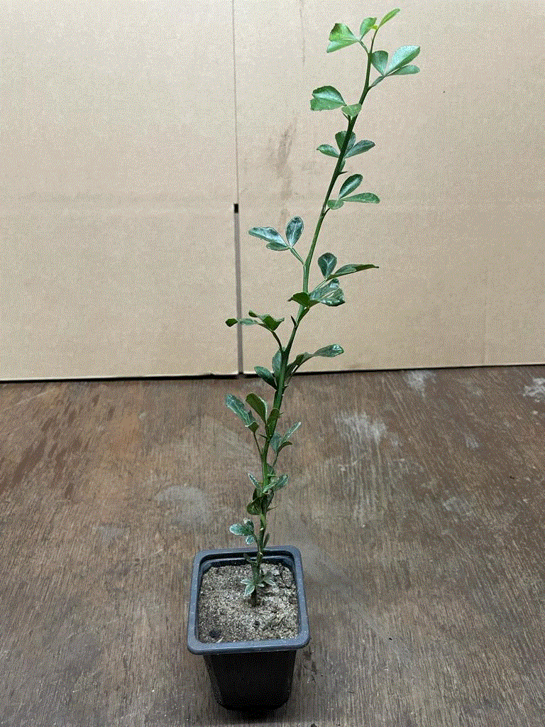 Alle Produkte - Winterharte Dreiblättrige Orange – Poncirus trifoliata 40–70 cm, 3 Jahre