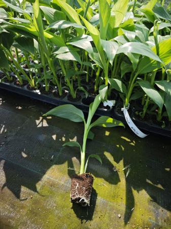 winterharte Exoten - https://gomagcdn.ro/domains2/planteieftine.ro/files/product/original/bananier-musa-dwarf-cavendis-20-30-cm-comestibil-347464.jpeg