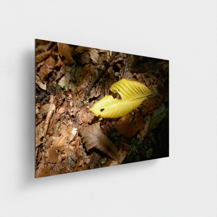 Metal Photo Leaf in Nature (aluminum dibond) [2]