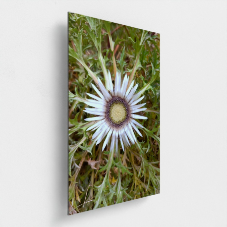 Flower In Nature Photo Art [1]