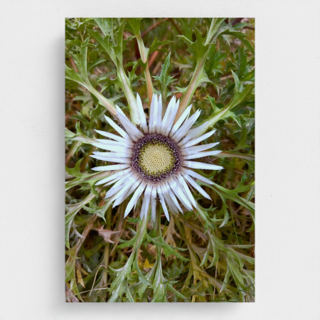 Wall Art - Metal Prints - Flower In Nature Photo Art