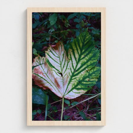 Wall Art - Wooden prints - Green Leaf in Nature Natural Maple Wood Print