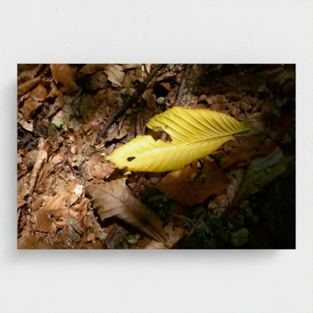 Wall Art - Metal Prints - Metal Photo Leaf in Nature (aluminum dibond)