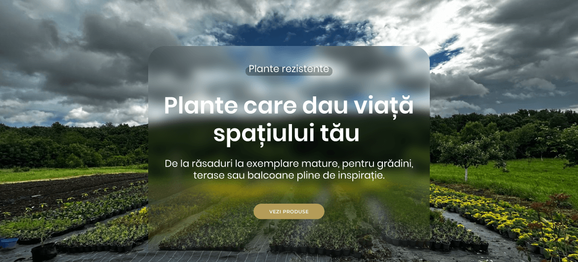 Plante Decorative Garduri Vii