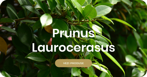 Prunus Laurocerasus