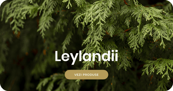 Leylandii